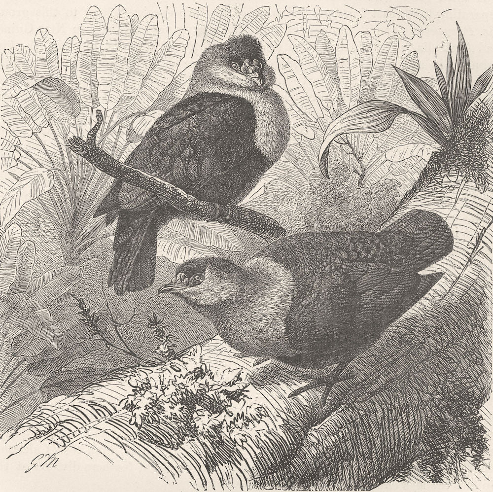 MADAGASCAR. Madagascar wart-pigeons 1895 old antique vintage print picture
